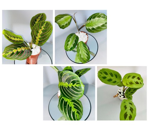 Maranta plants - maranta,