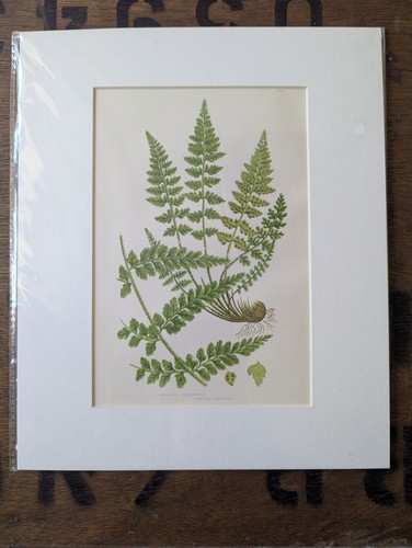 Antique 1870s anne - 1870s,