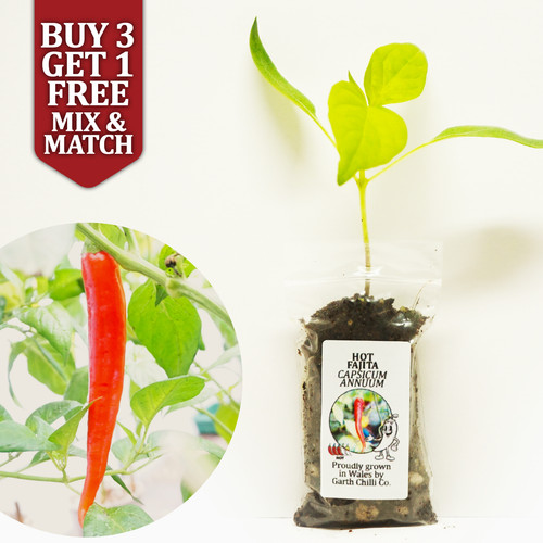 Hot fajita easy grow - fajita, chilli