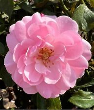 Bonica Standard Rose (100cm) - Soft Pink Blooms - Potted Standard Rose
