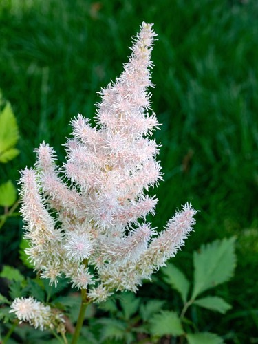 Astilbe avalanche false - astilbe, (false