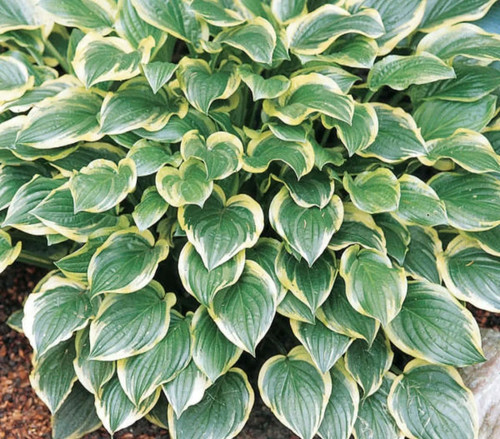 Hosta sweet plantain - hosta, so