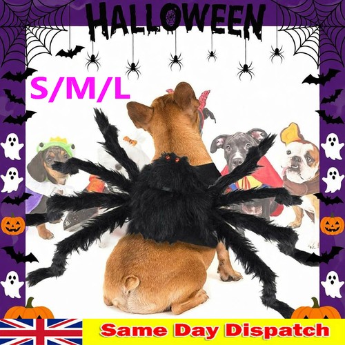Halloween pet black - halloween,