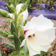 50 Okra Seeds Clemsons