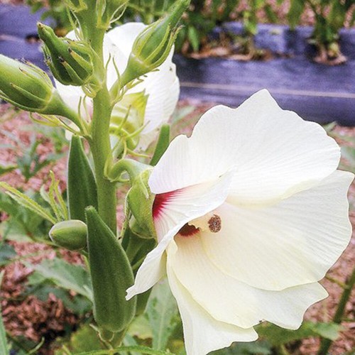Okra seeds clemsons - seeds,
