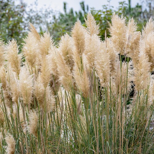 Ornamental grass plant pampas - ornamental,