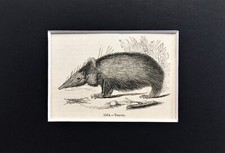 TENREC - TINY! 1840s Antique Mounted Print - B&W Wood Engraving