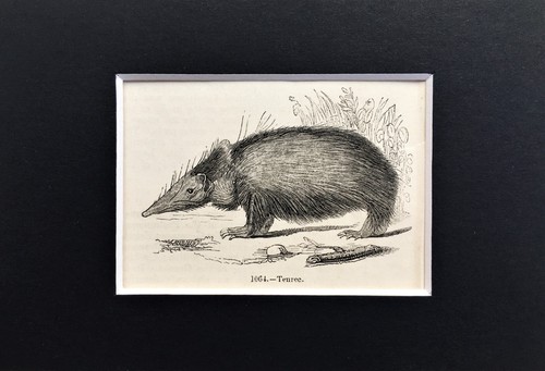 Tenrec tiny 1840s - tiny!, antique