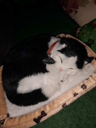 Fake taxidermy cat - fake, by