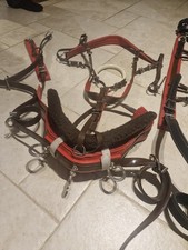 Miniture Shetland Red and