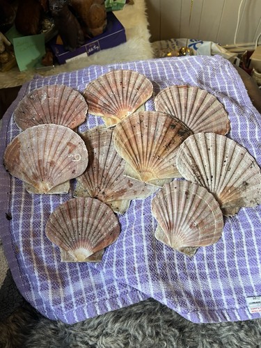 Bundle scallops shells - scallops,