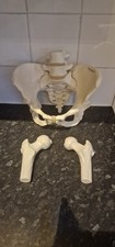 Pelvis Women's Life Size Model
