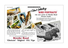Brooke Bond Advert. 'Adobe Photo Shop' reproduction of: 'Bird Portraits'.