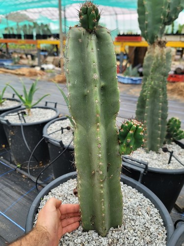 Cereus peruvianus - cereus,