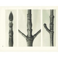 1929 PACIFIC DOGWOOD Print - Karl Blossfeldt - Plant Flower Tree - 9.5 x 12 Inch