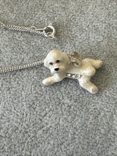 White bichon frise - bichon,
