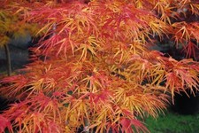 Acer palmatum