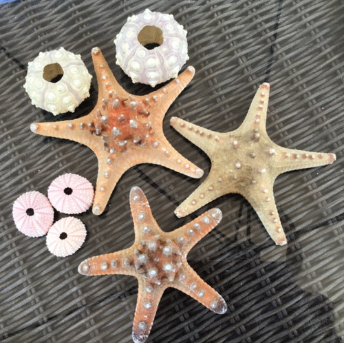 Knobbly starfish 2 sputnik - knobbly,