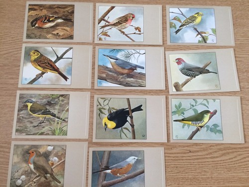 Sluis bird foods vintage post - sluis,