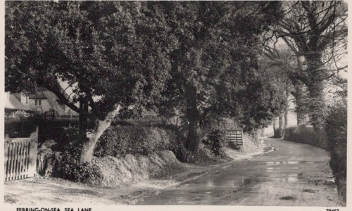 Sussex postcard - sussex,