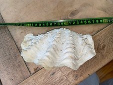 Clam shell wide nautical - shell,
