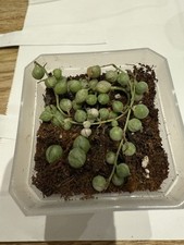 Variegated String Of Pearls