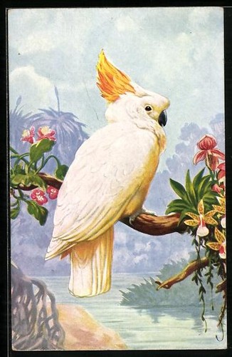 Artist yellow crested - artist's, ak