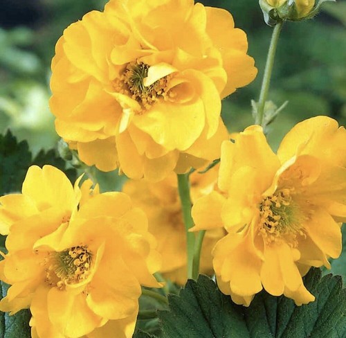 Plug plants geum lady - 4,
