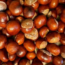 25x Conkers / Horse Chestnut - Spider Repellent Crafts Kids Fresh 2025 Batch