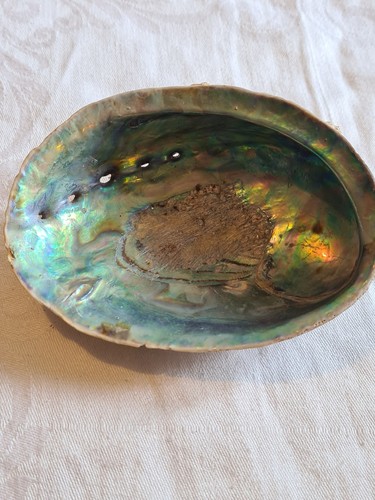 Small abalone shell 7 5cm - small, 7.5cm