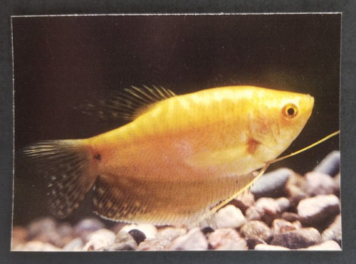 Gold gourami 1990 - gold,
