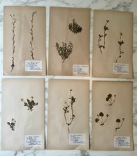 Set Of 6 Rare vintage Swedish