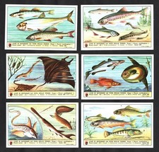 Freshwater & Sea Fishes Lavazza Card Set 1954 Ray Dogfish Trout Salmon Carp Eel