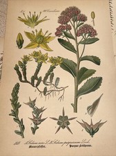 Flora Botanica Flower Plant