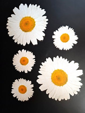 Sticker daisy decor 5 pcs car