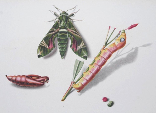 Stocklin oleander hawk - , moth