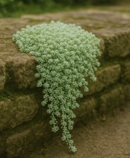 sedum hispanicum - draught