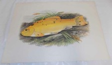 1879 Antique Fresh-Water Fish
