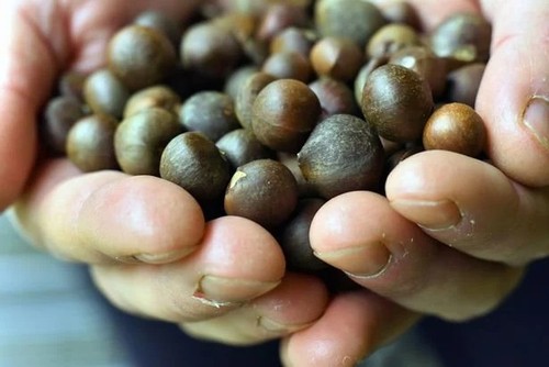Tea seeds camellia - seeds,