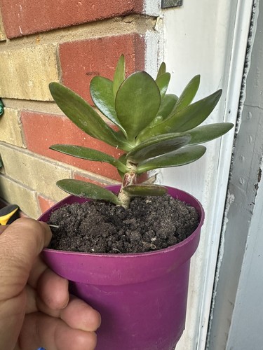 Beautiful jade plant pot - plant, a