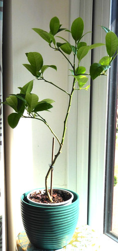 Citrus orange tree - tree, plant