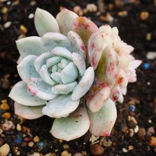 Last One - Echeveria Monroe