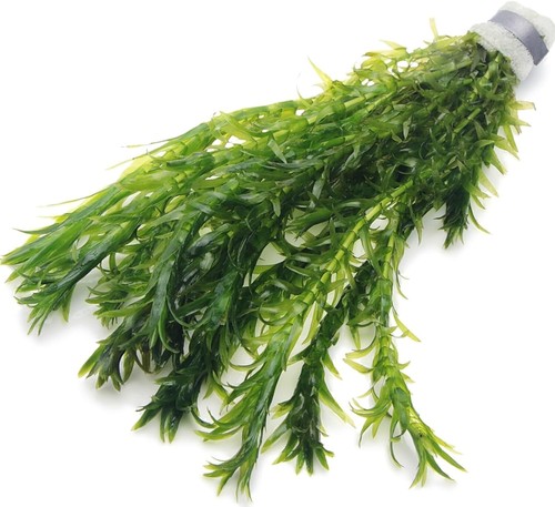 Oxygenating elodea densa - elodea,