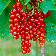 Red Currant Fruit Ribes