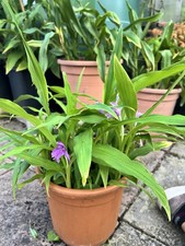 Roscoea Cangshanensis Full Pots 1 litre  potted Ginger Relative BWJ 7848
