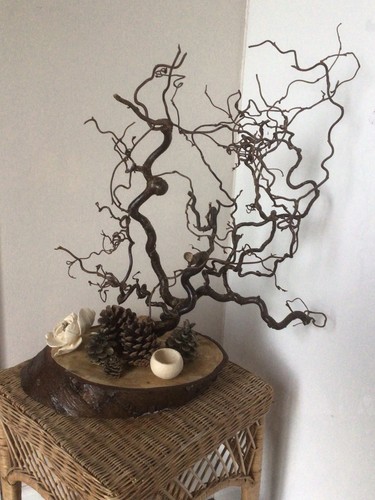 Natural twisted hazel branch - twisted,