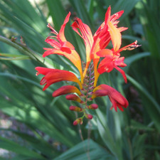 Crocosmia Lucifer Outdoor
