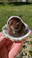 REAL preserved sheeps nose