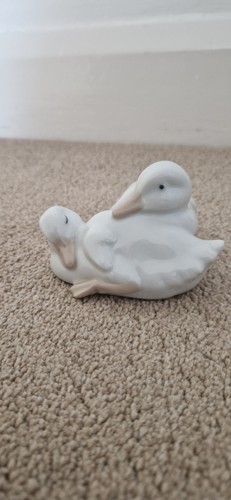 Nao resting ducks - resting,