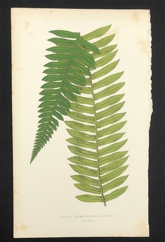 Cyathea canaliculata british - cyathea,